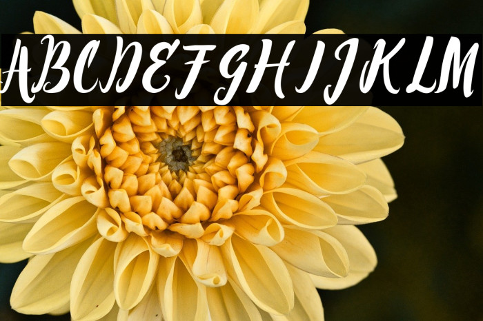 Barbarella Example 2