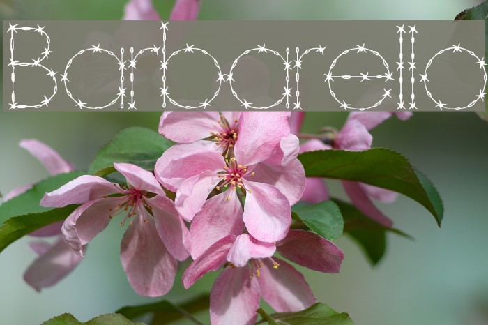 Barbarello Font examples