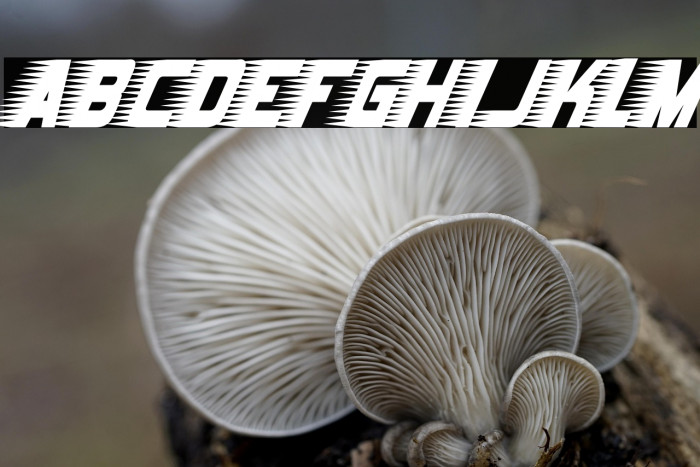 Barbatrick-Regular Example 2