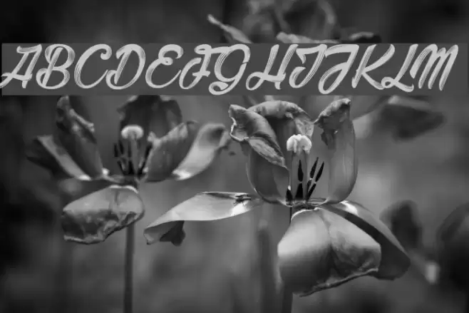 Barber Street_PersonalUseOnly Polices examples