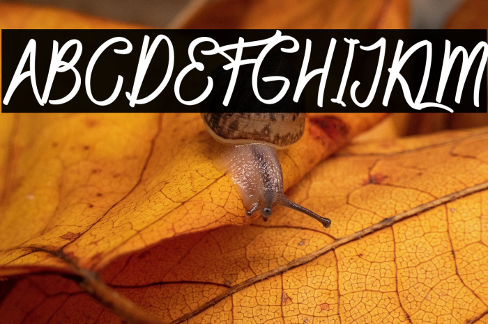 Barcelona Rose Example 3