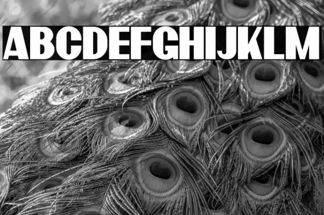 BardonDemo-Clean Font examples