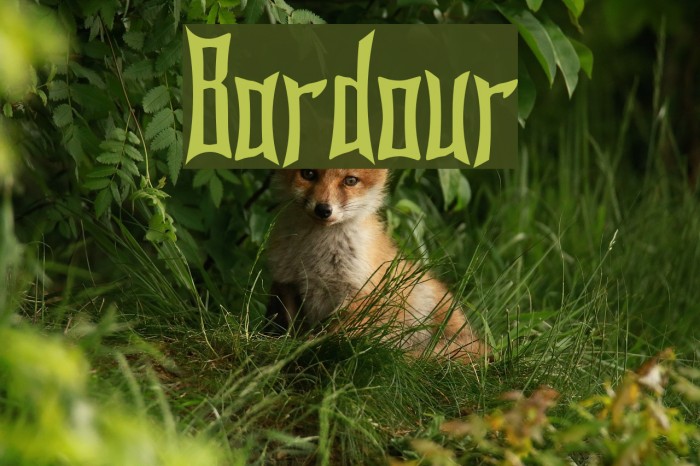 Bardour Font examples