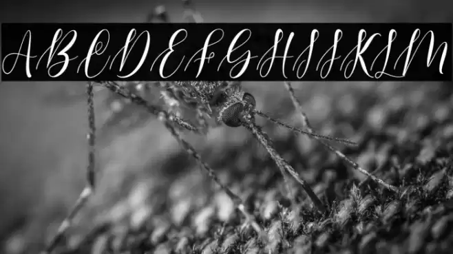 Barelyn Font examples