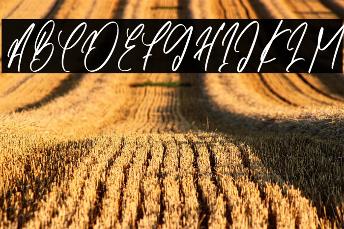 Barista Heraly-Regular Example 1