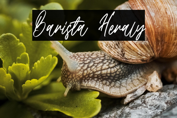 Barista Heraly Example 1