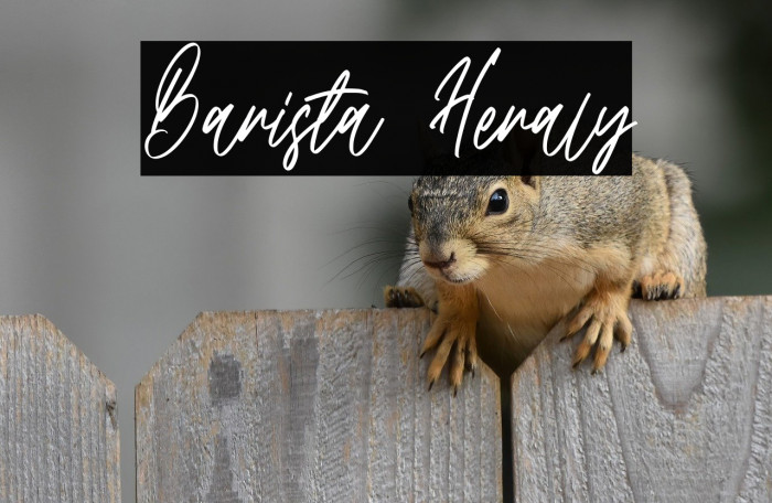 Barista Heraly Example 3