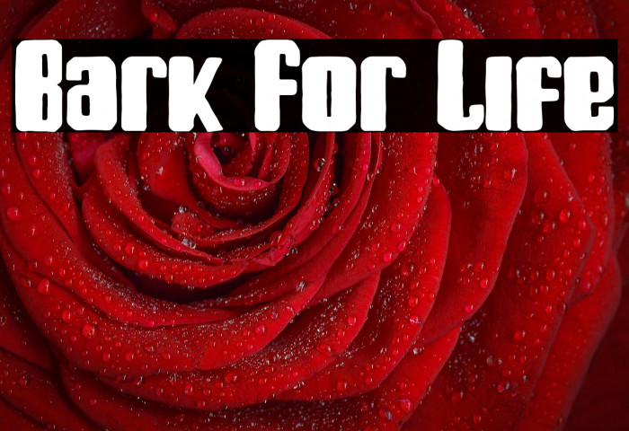 Bark For Life Example 1