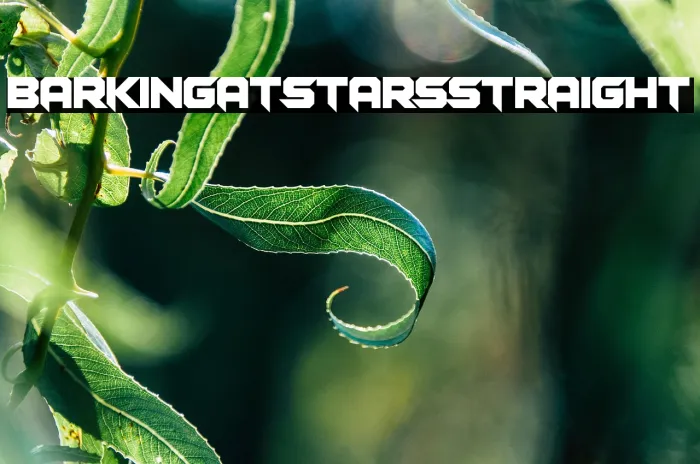 Barking at Stars Straight Example 2