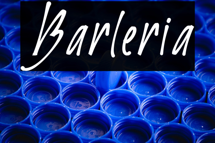 Barleria Example 2