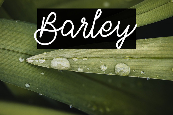 Barley Example 1