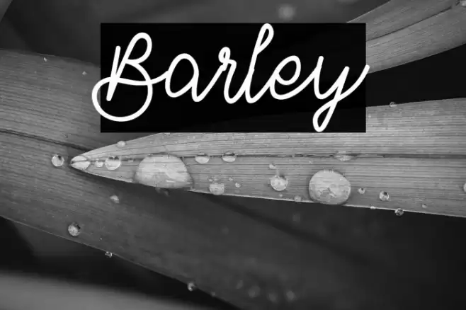 Barley Font examples