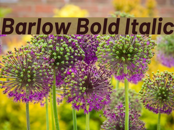 Barlow Bold Italic Font examples