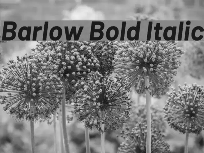 Barlow Bold Italic  examples