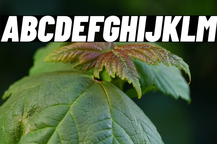 Barlow Condensed Black Italic Example 2