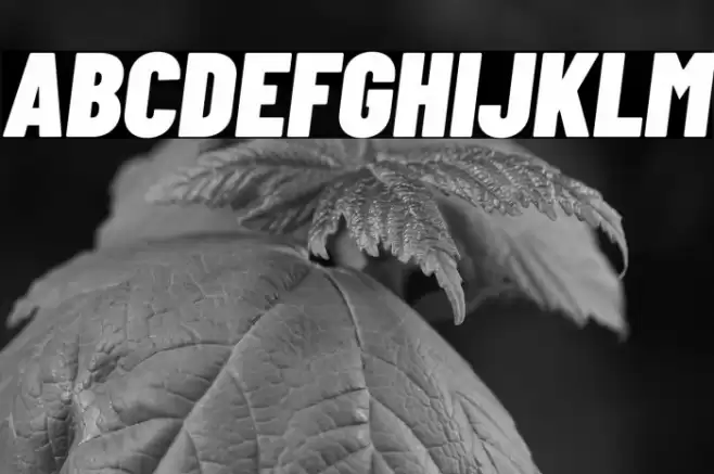 Barlow Condensed Black Italic Font examples