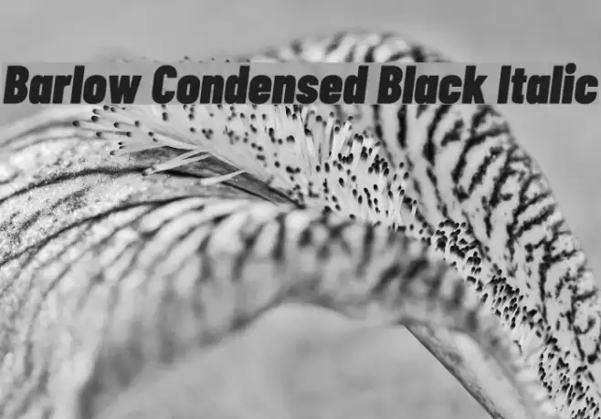 Barlow Condensed Black Italic Font examples