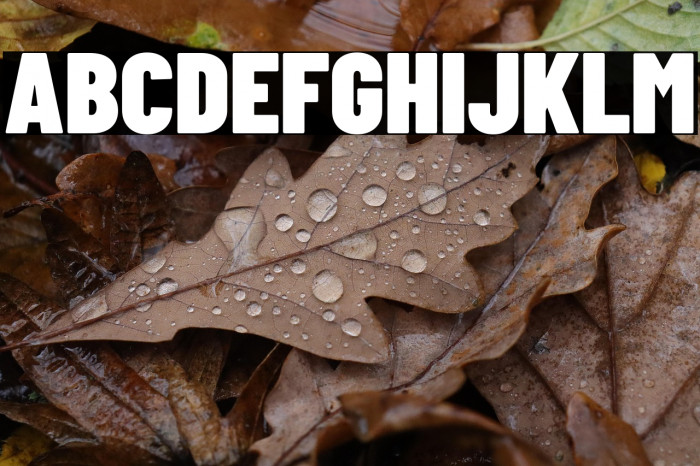 Barlow Condensed Black Example 2