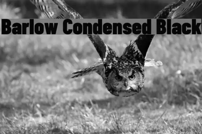 Barlow Condensed Black Font examples