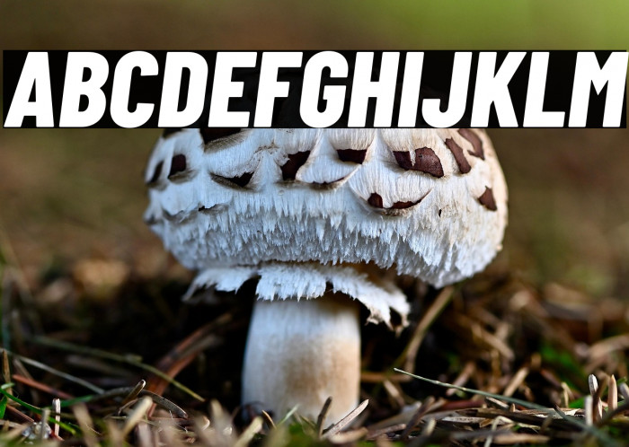 Barlow Condensed ExtraBold Italic Example 2