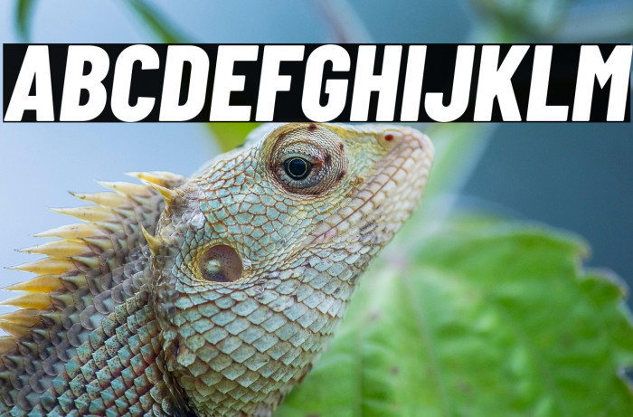 Barlow Condensed ExtraBold Italic Example 3