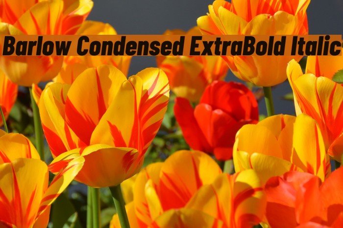 Barlow Condensed ExtraBold Italic Font examples