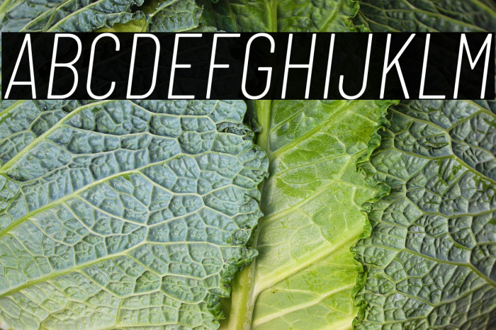 Barlow Condensed ExtraLight Italic Example 1