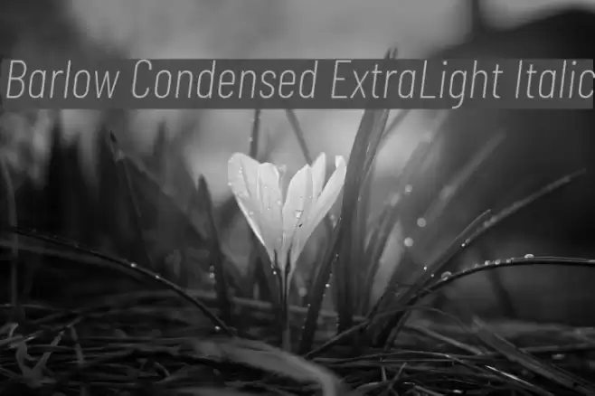 Barlow Condensed ExtraLight Italic Font examples