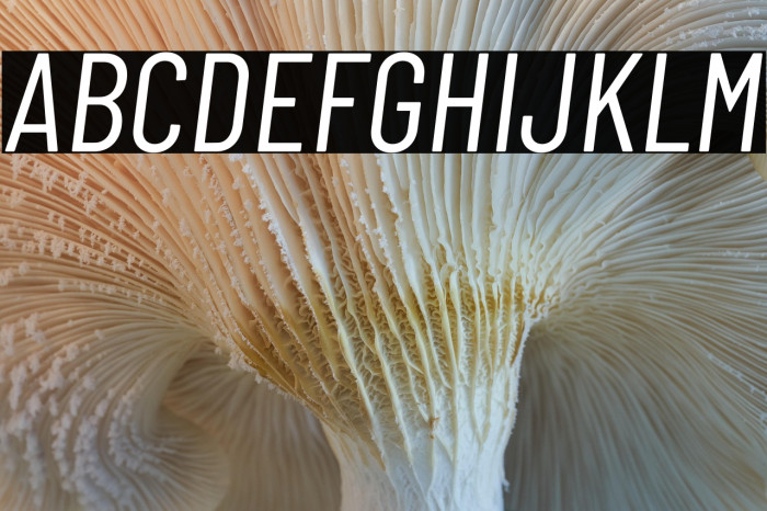 Barlow Condensed Italic Example 1