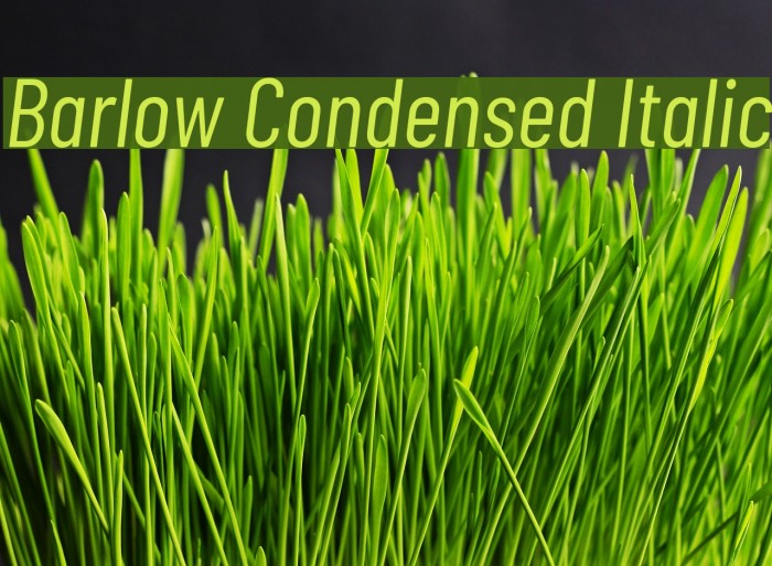 Barlow Condensed Italic Example 1