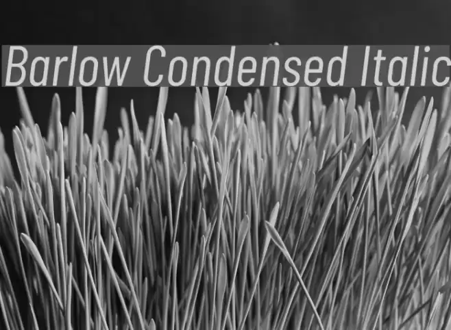 Barlow Condensed Italic Font examples