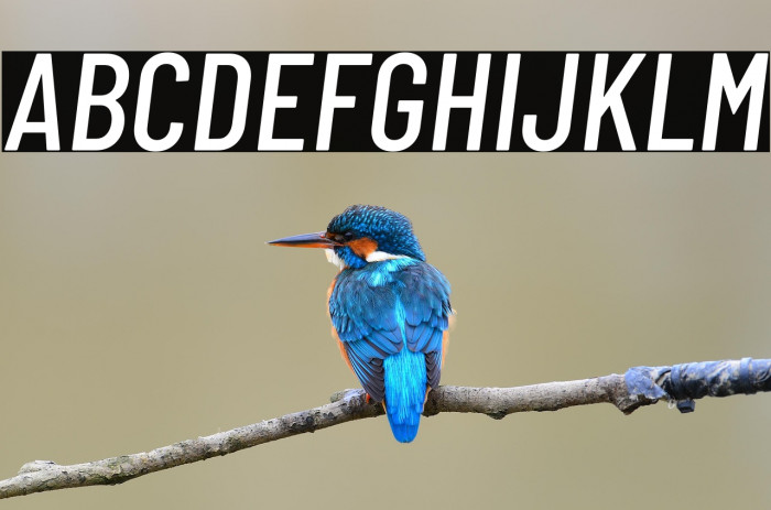 Barlow Condensed Medium Italic Example 1