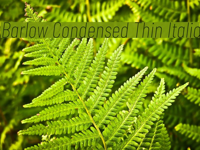 Barlow Condensed Thin Italic Font examples