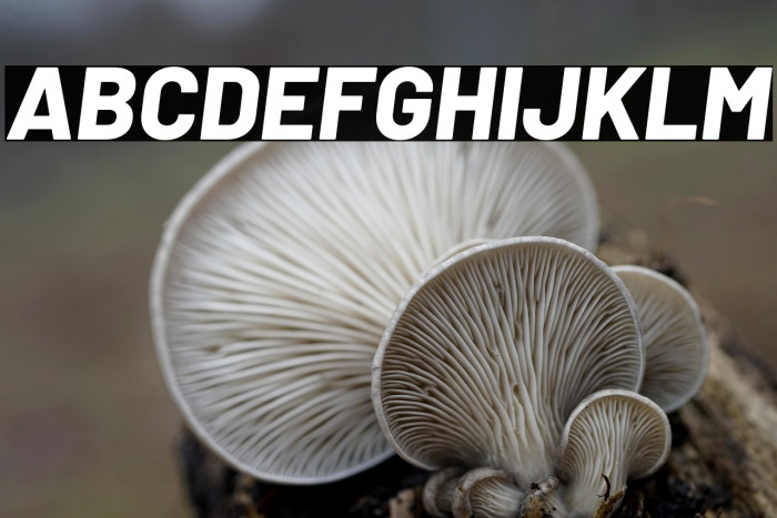 Barlow ExtraBold Italic Example 3