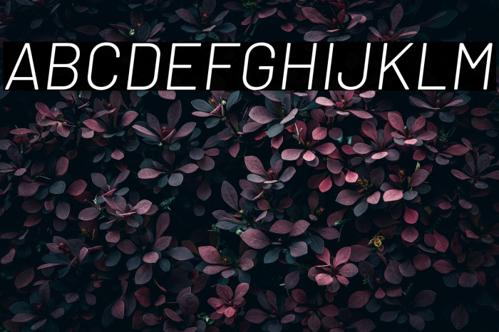 Barlow Light Italic Example 2