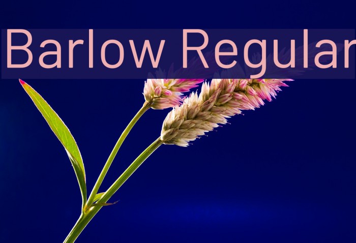 Barlow Regular Font examples
