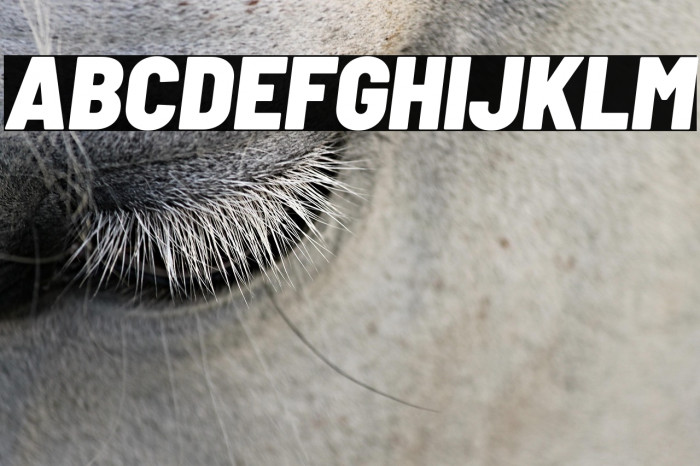 Barlow Semi Condensed Black Italic Example 2