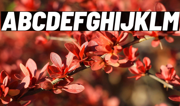 Barlow Semi Condensed Black Italic Example 3