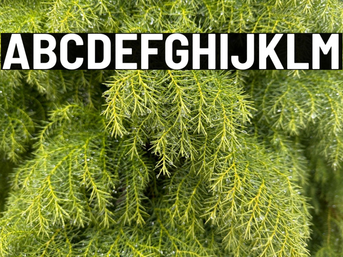 Barlow Semi Condensed Bold Example 2