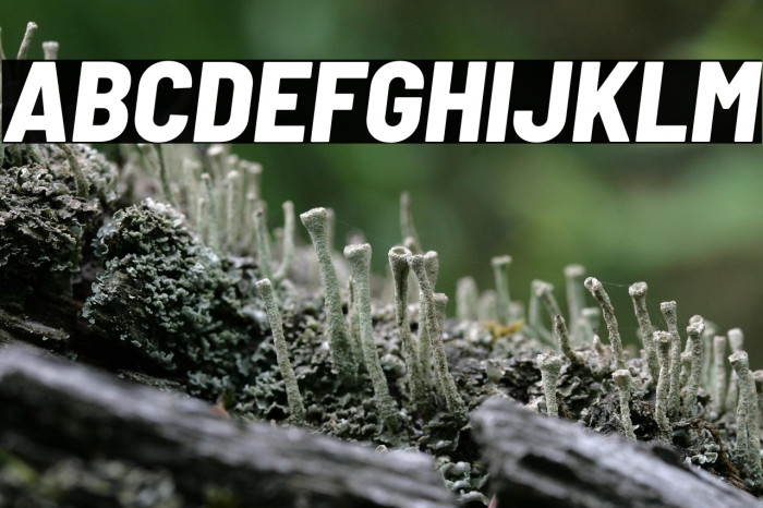 Barlow Semi Condensed ExtraBold Italic Example 2