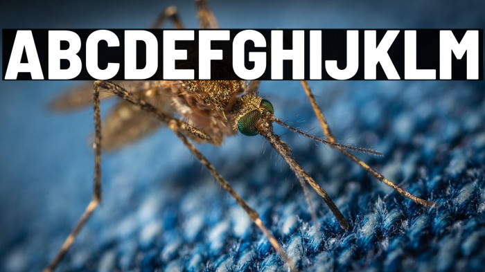 Barlow Semi Condensed ExtraBold Example 1