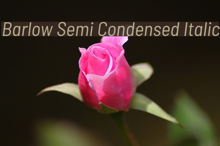 Barlow Semi Condensed Italic Font examples