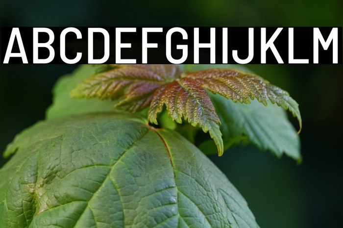 Barlow Semi Condensed Medium Example 2