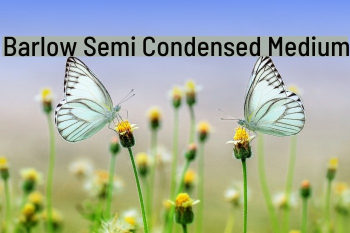 Barlow Semi Condensed Medium Font examples
