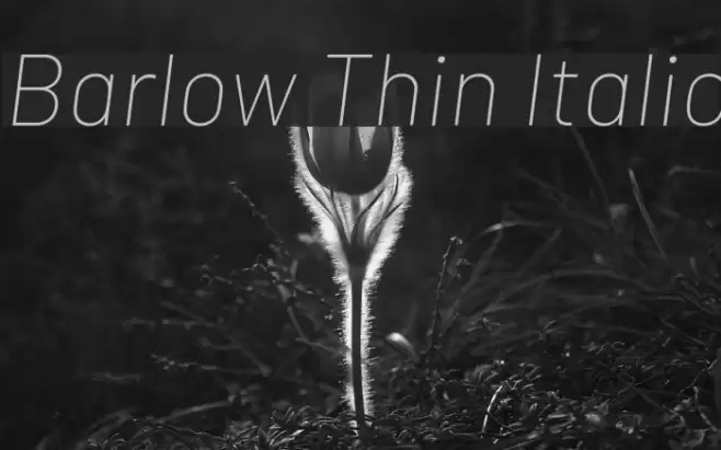 Barlow Thin Italic  examples