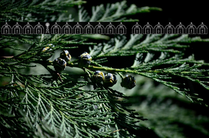 Barn-Letters Regular Example 2