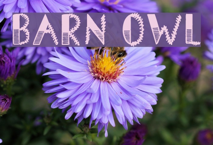 Barn Owl Font examples