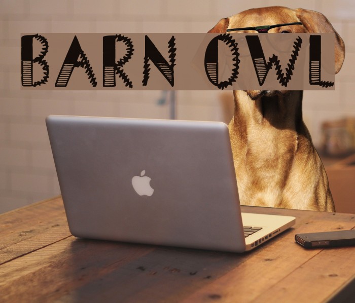Barn Owl Example 1