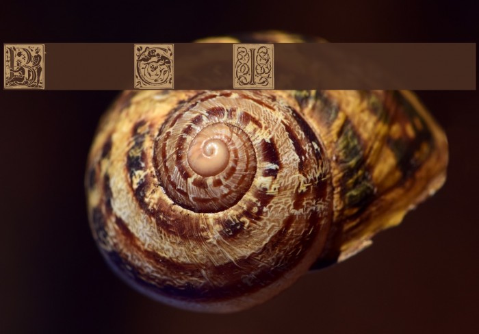 Barock Initialen Fonte examples