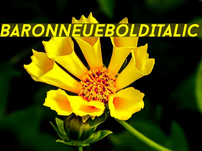 BaronNeueBoldItalic Font examples
